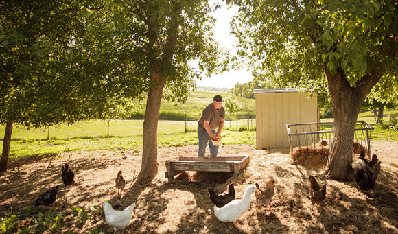 Caring for a Multi-Species Flock of Chickens