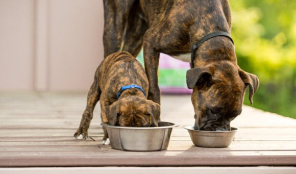 Cool Treats For Pets