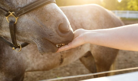 Prebiotics & Probiotics for Horses