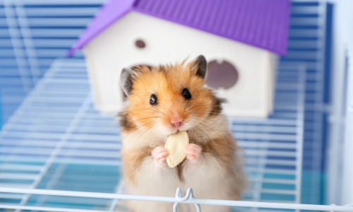 A small hamster in a cage eating a seed.