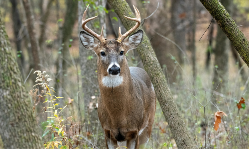 A whitetail deer in the woods.