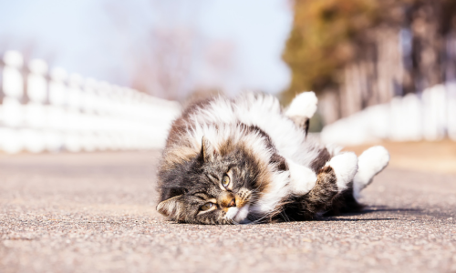 A cat rolling around on a clear day.