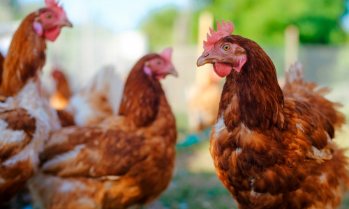 Free range chickens.