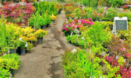 An outdoor plant nursery filled with various plants and options.