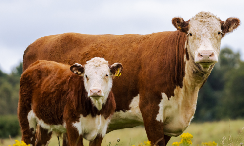 Cows in a pasture.