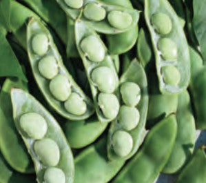 Southern States Vegetable Seeds Fordhook 242 Lima Beans Seeds