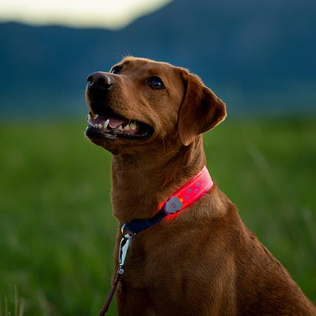 NiteDog® LED Collar Cover