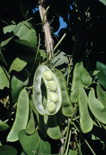 POLE LIMA BEAN KING OF THE GARDEN