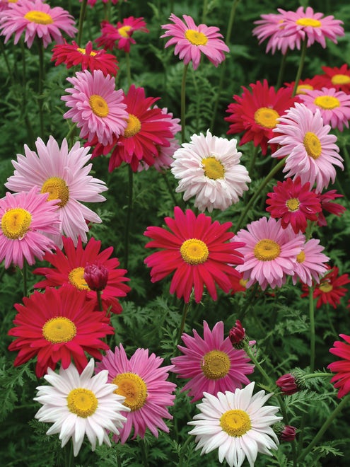 Burpee Painted Daisy, Mixed Colors (100 Seeds)