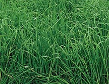 Southern States Orchardgrass Seed 25 lb