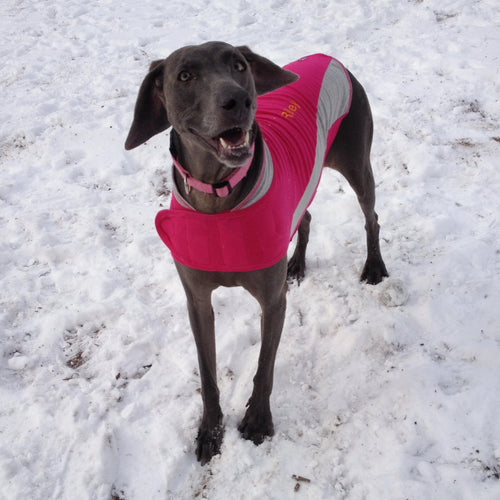 Thunderworks ThunderShirt for Dogs: Pink Polo