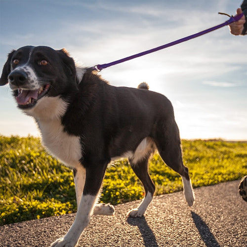 Longest No Pull Leash - Wacky Walk'r