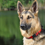 Coastal Adjustable Dog Collar with Plastic Buckle